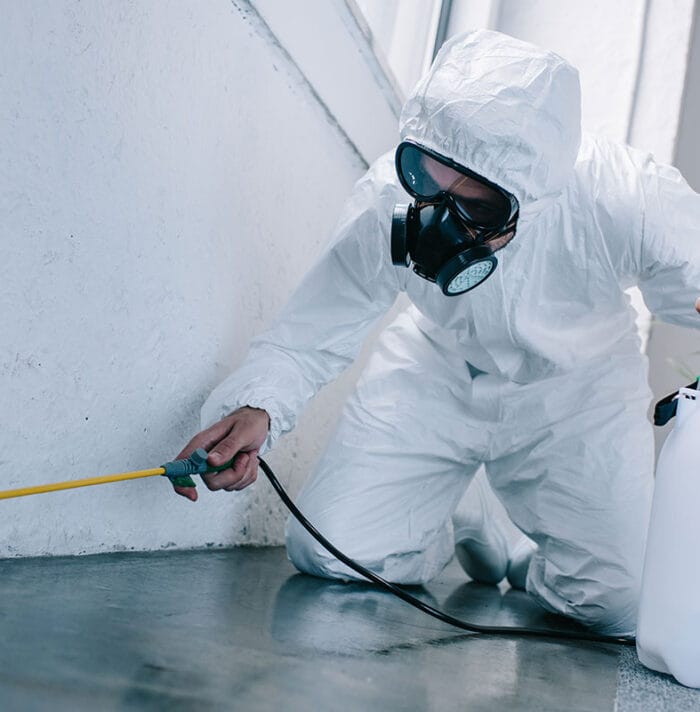 Deratizare Câmpina – Servicii DDD sigure pentru protecție completă