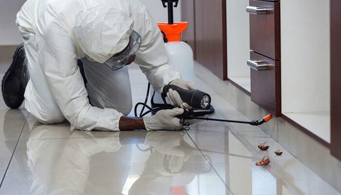 Dezinsecție Târgoviște – Servicii DDD eficiente pentru insecte și rozătoare