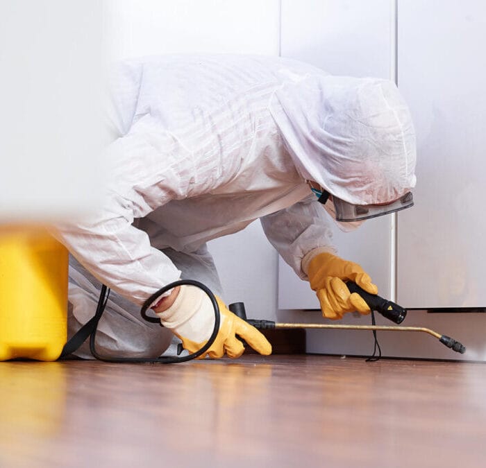 Servicii DDD profesionale Dâmbovița – Curățenie și siguranță garantată